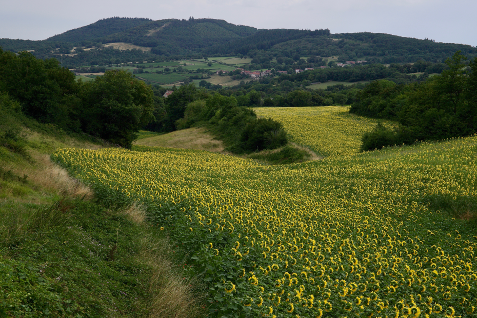 Vue sur le Mont Saint-Romain et les hameaux de Blanot